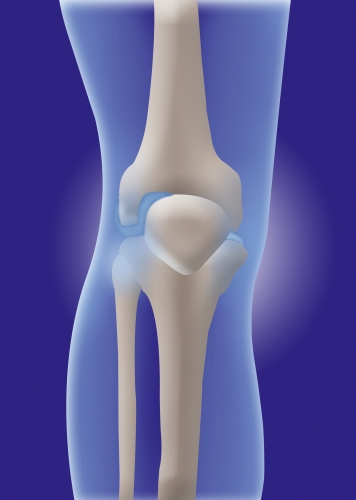 anatomy-of-knee